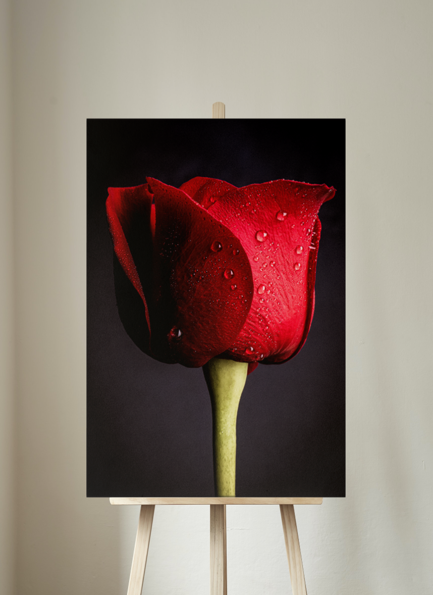 Lady in Red -  Still Life Photography Floral Fine Art - Wall Art Metal or Acrylic Print