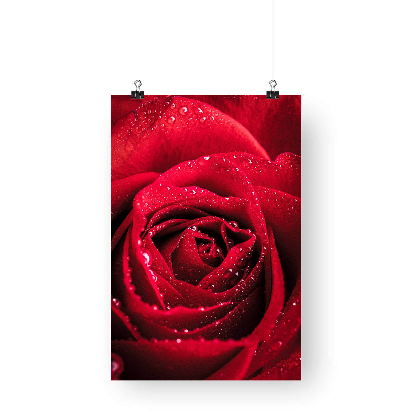 Lovers Paradise -  Still Life Photography Floral Fine Art - Wall Art Metal or Acrylic Print