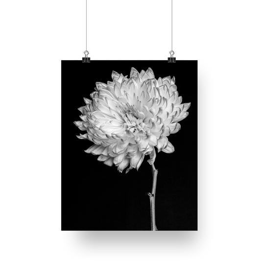 Flower Photography | Black and White Monochromatic Feels | Still Life Photography Floral Fine Art - Wall Art Metal or Acrylic Print