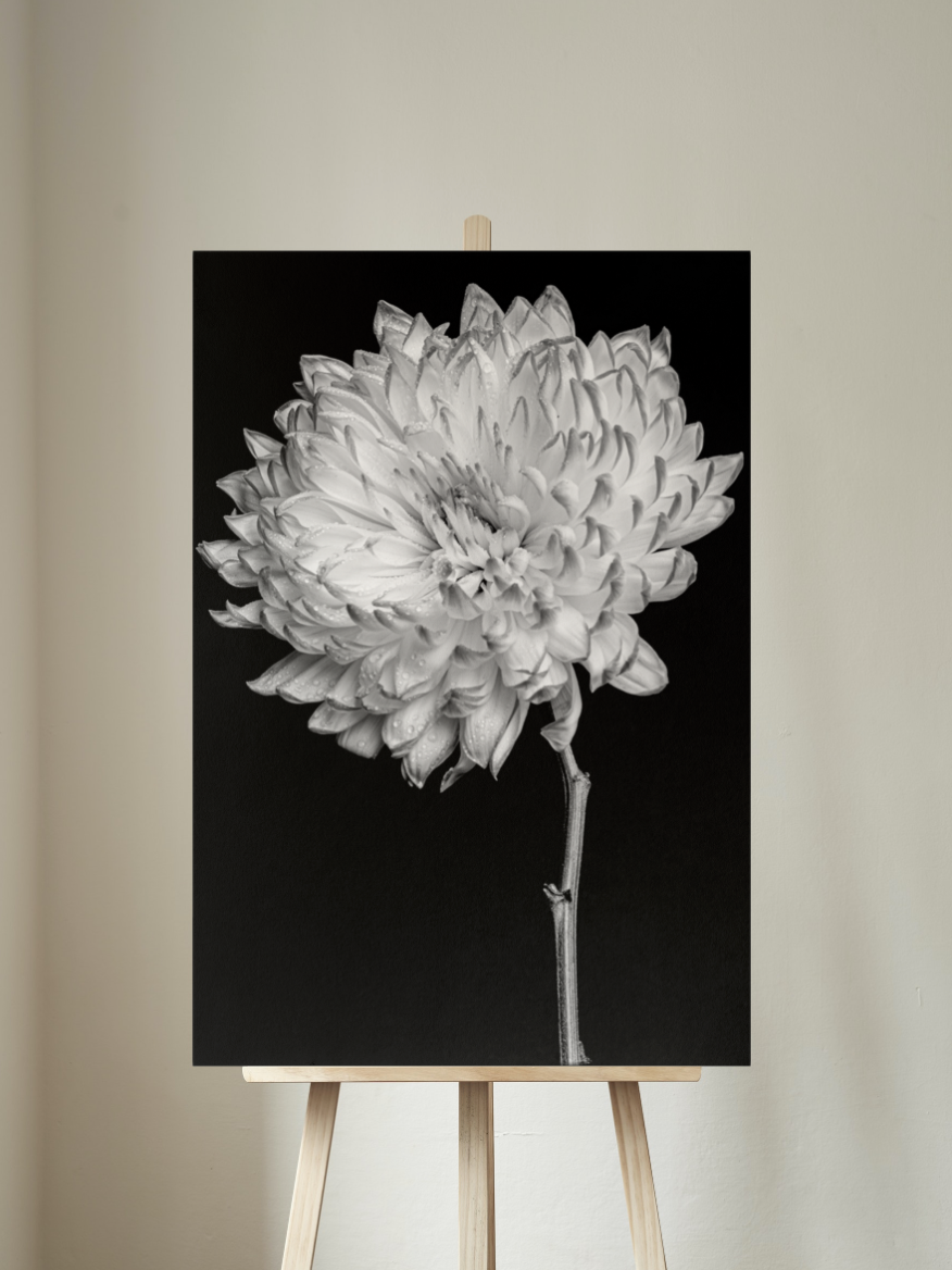 Monochromatic Feels - Still Life Photography Floral Fine Art - Wall Art Metal or Acrylic Print