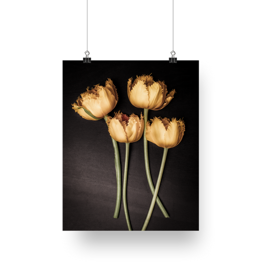 Flower Photography | Yellow Tulips | Never Alone -Interior Decor Wall Art