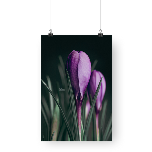 Flower Photography | Purple Crocus Flower | Never Far Away -  Fine Art Print Interior Decor Wall Art