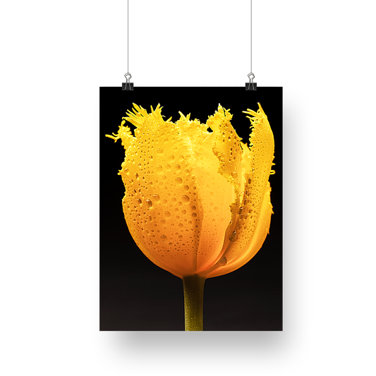 Flower Photography | Yellow Tulip| Shine Your Light On Me -  Still Life Photography Floral Fine Wall Art