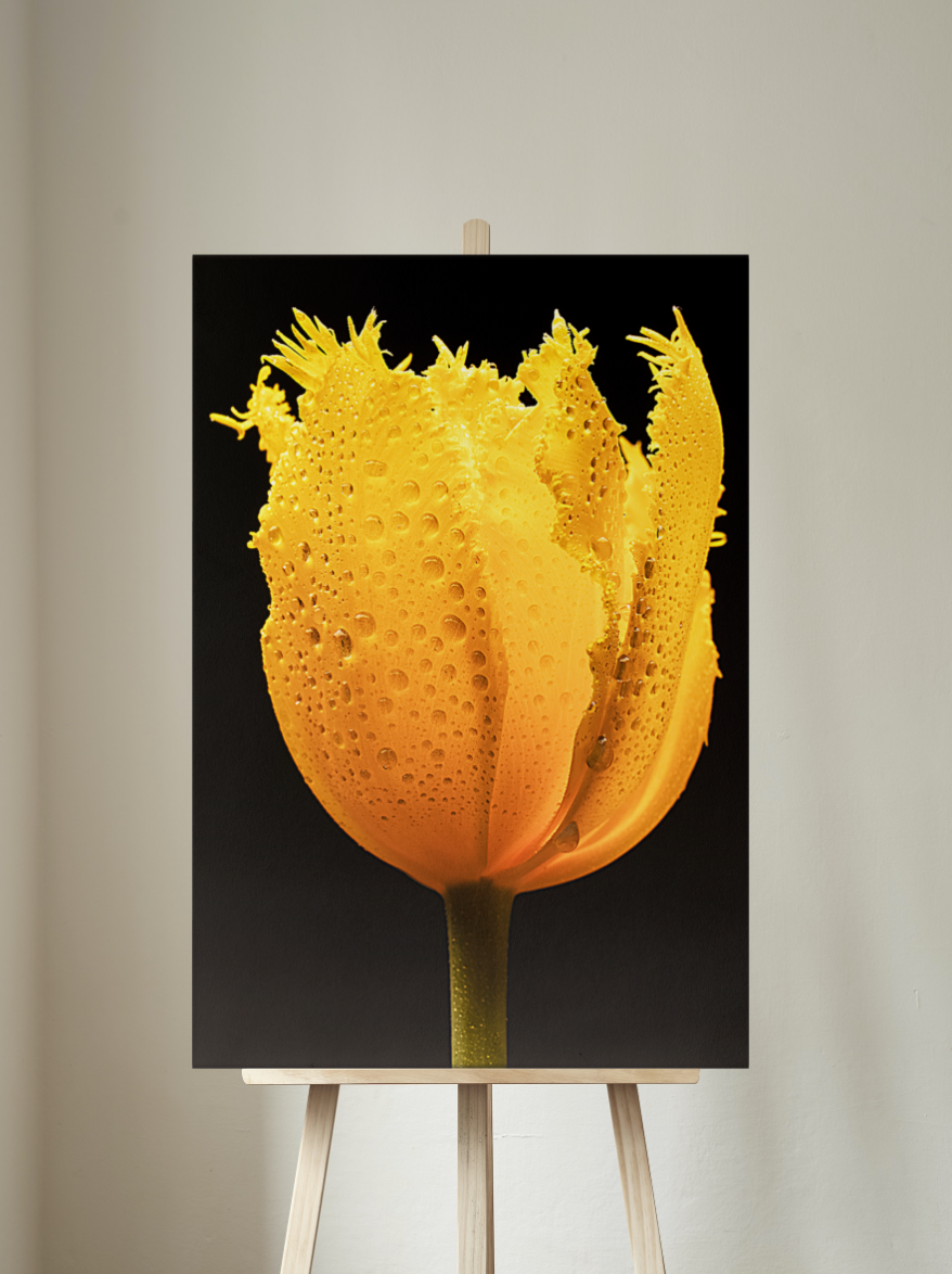 Shine Your Light On Me -  Still Life Photography Floral Fine Wall Art