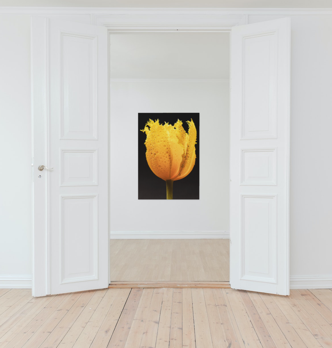 Shine Your Light On Me -  Still Life Photography Floral Fine Wall Art