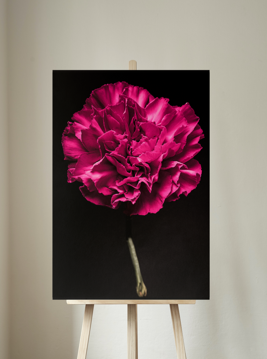 Showstopper - Still Life Photography Floral Fine Art - Wall Art Metal or Acrylic Print